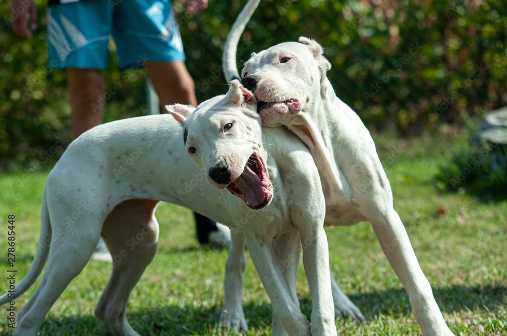 Two young Dogo Argentino dogs playing together outdoors on a green grass Two young Dogo Argentino dogs playing together outdoors on a green grass
