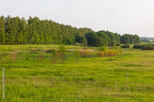 Field with green grass and trees in nature