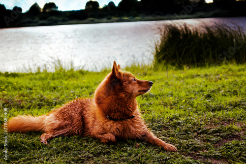 Bild auf Leinwand A lovely dog of breed the finnish spitz on the river Oka