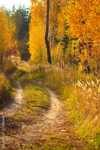Dirt road in the forest. Golden autumn © schankz
