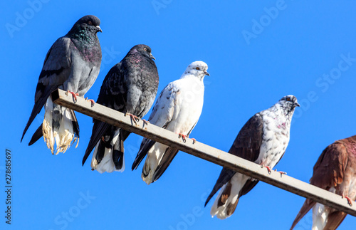 A flock of pigeons are sitting against the blue sky