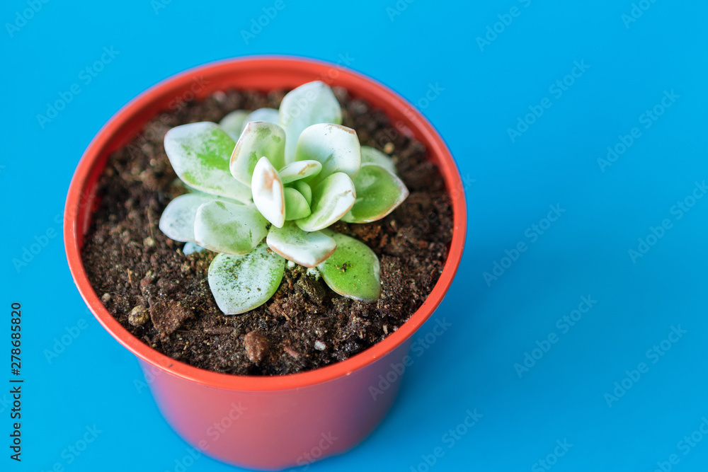Succulent house plant small sprouts on a blue background Succulent house plant small sprouts on a blue background