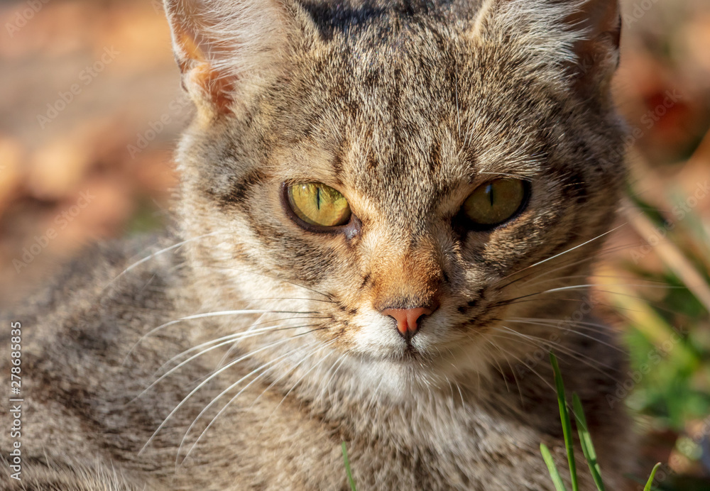 Portrait of a cat in nature