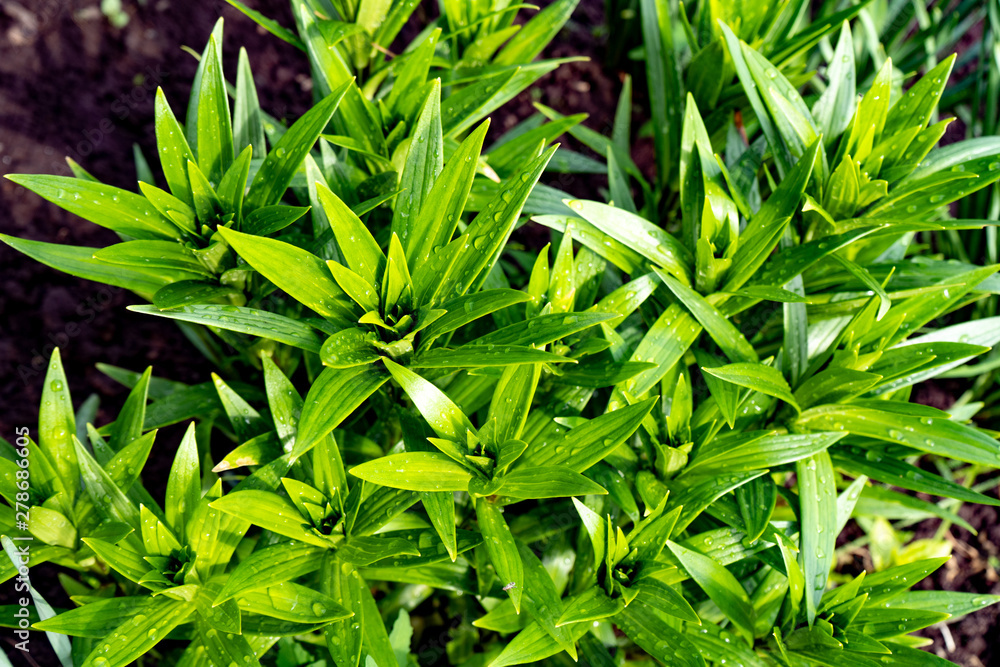 Green leaves of tropical plants. Gorgeous juicy greens. Green life Green leaves of tropical plants. Gorgeous juicy greens. Green life