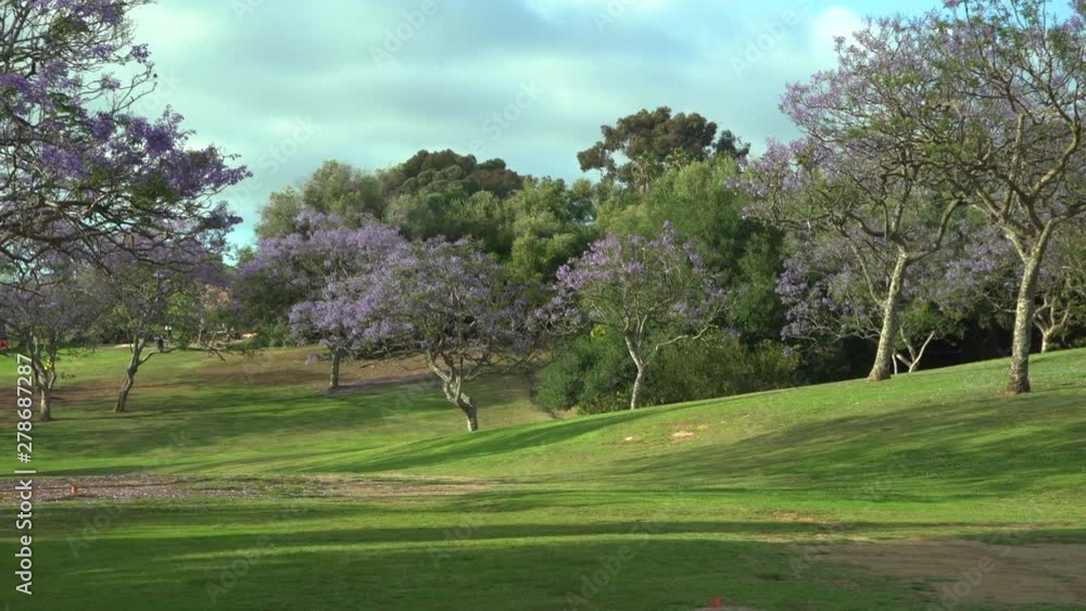 Beautiful city park in San Diego with purple blooming Jacaranda trees and green grass, spring and summer background, camera zooming in, regular speed Beautiful city park in San Diego with purple blooming Jacaranda trees and green grass, spring and summer background, camera zooming in, regular speed