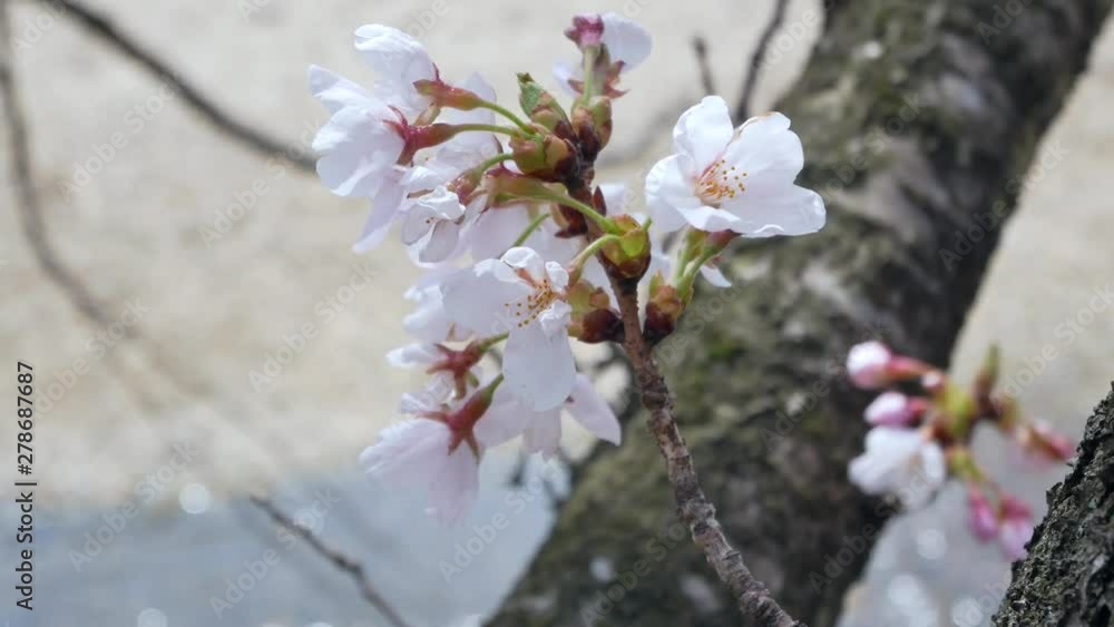 Zooming landscape view of the fresh sakura flower (plum,ume flower) with wind blowing in Fukushima area -Hanami Flower Viewing season-4K UHD video movie footage short Zooming landscape view of the fresh sakura flower (plum,ume flower) with wind blowing in Fukushima area -Hanami Flower Viewing season-4K UHD video movie footage short