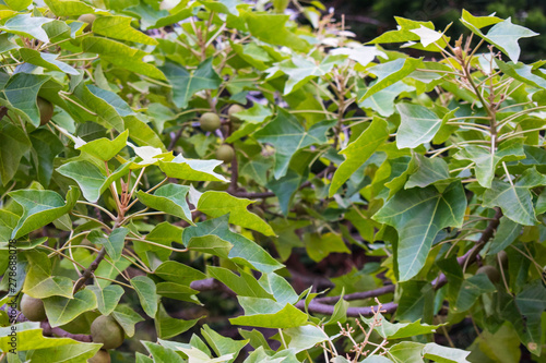 Beautiful kukui nut, candle nut tree tiny white flowers and silvery green leaves on Oahu, Hawaii. Native Hawaiians used kukui nuts in many ways such as extracting oil, making leis, as ink, varnish, dy