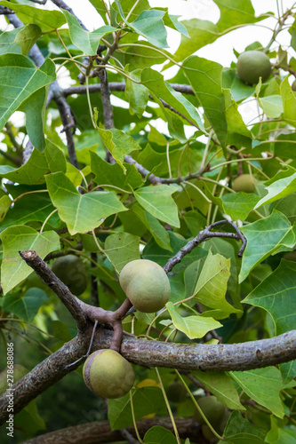 Beautiful kukui nut, candle nut tree tiny white flowers and silvery green leaves on Oahu, Hawaii. Native Hawaiians used kukui nuts in many ways such as extracting oil, making leis, as ink, varnish, dy