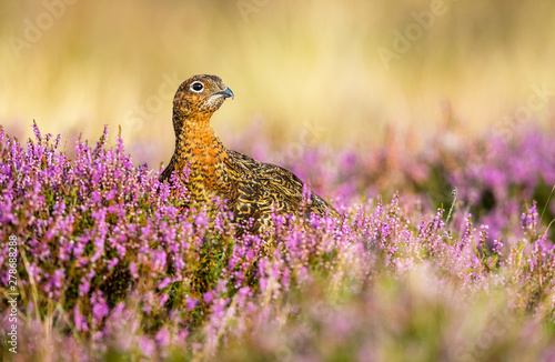 Red Grouse male in colourful purple heather in the month of August.  Facing right.  Colourful purple heather in bloom.  Landscape, Horizontal.  Space for copy. photo