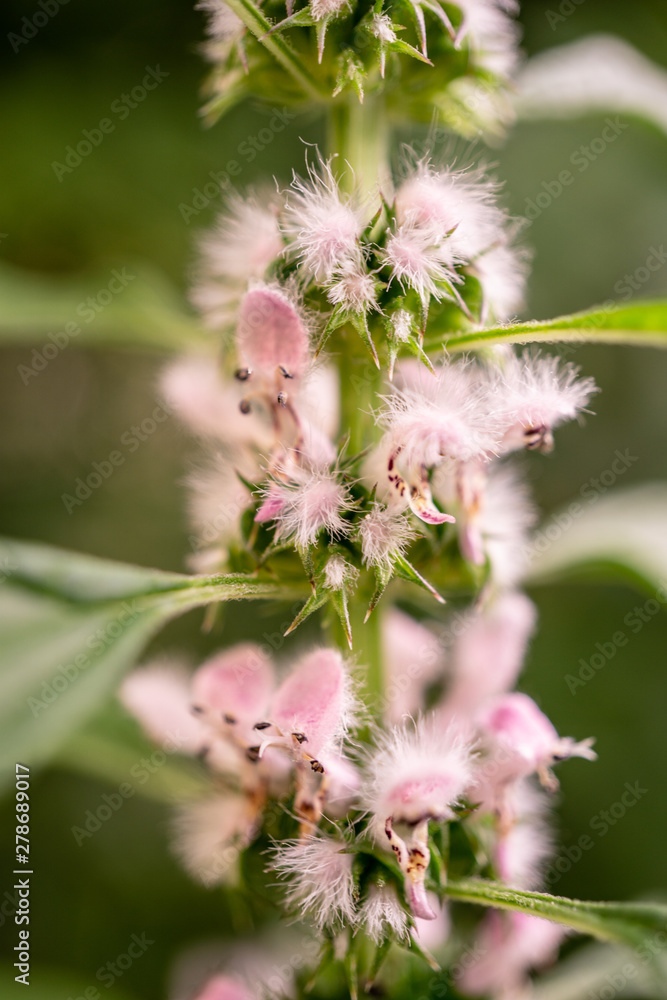 Blütenstaub für Bienenhonig von zarten rosa Blüten Blütenstaub für Bienenhonig von zarten rosa Blüten