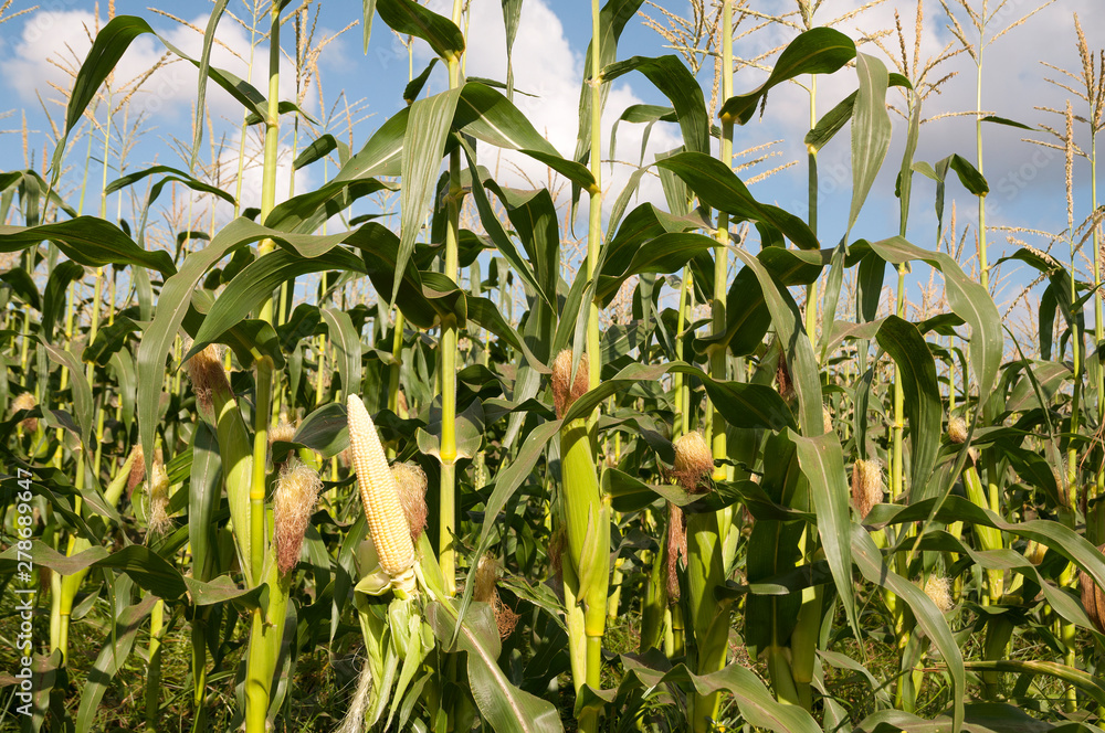 Fototapeta premium Corn field in summer time