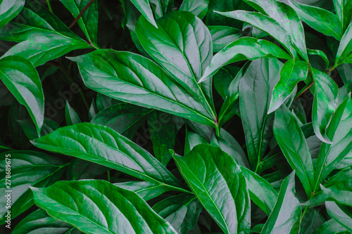 Wallpaper Mural Background of lush green foliage. Dark green teopical texture, abstract pattern. Nature background. Torontodigital.ca