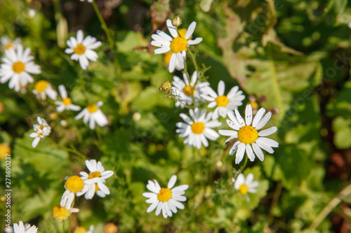 daisies   chamomile in the meadow   on the field