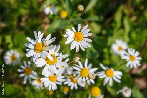 daisies   chamomile in the meadow   on the field