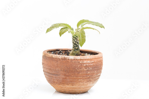Dorsteria Cactus in pot garden home