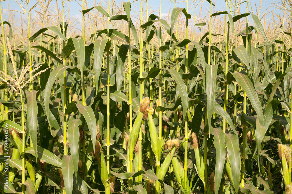 Obraz premium Corn field in summer time