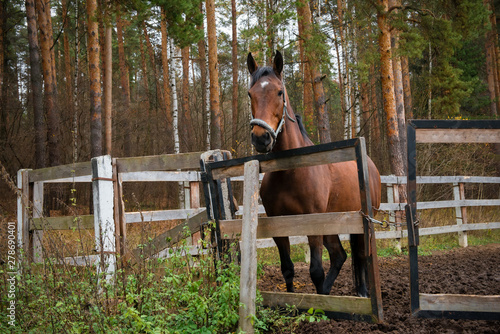 The horse on the farm stands in the pen