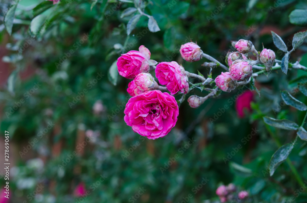 Obraz premium The Red rose flower blooming in roses garden on background green foliage. A bouquet of roses in the blooming garden.