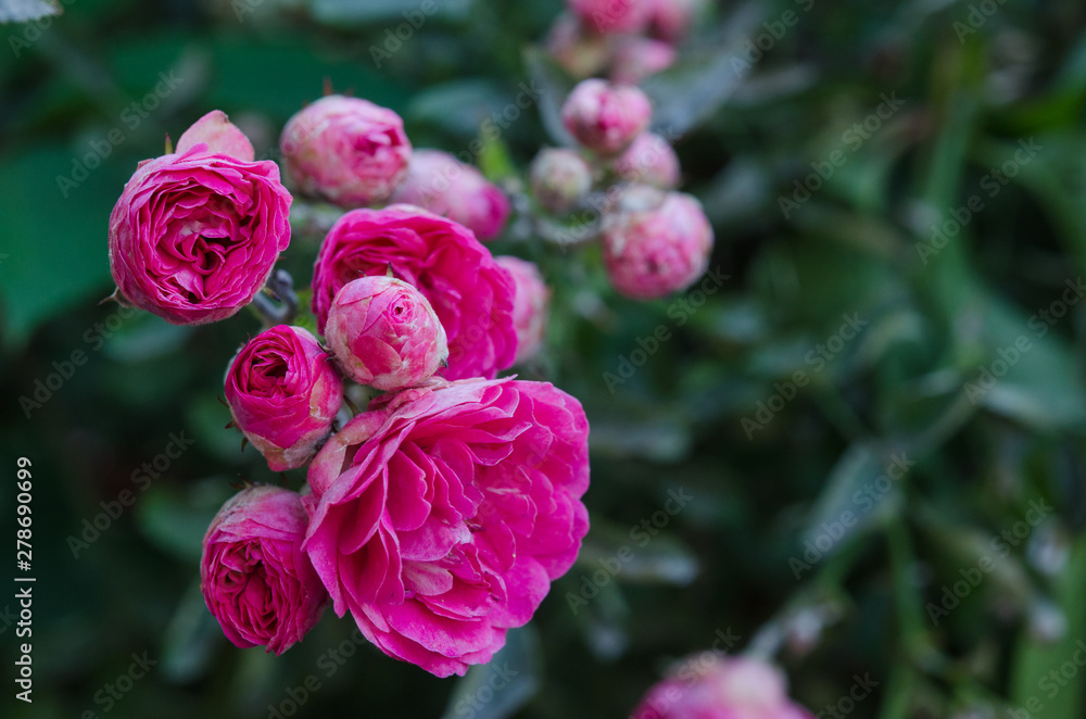 The Red rose flower blooming in roses garden on background green foliage. A bouquet of roses in the blooming garden. The Red rose flower blooming in roses garden on background green foliage. A bouquet of roses in the blooming garden.