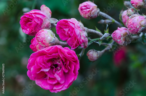 The Red rose flower blooming in roses garden on background green foliage. A bouquet of roses in the blooming garden.