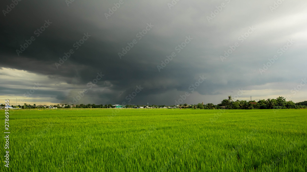 Rice field on storm