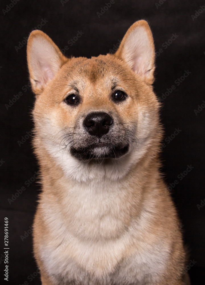 Shiba inu portrait, dog on black background