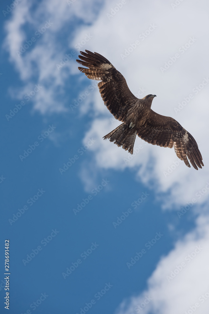 Obraz premium flying eagle in the sky