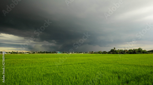 Rice field on storm