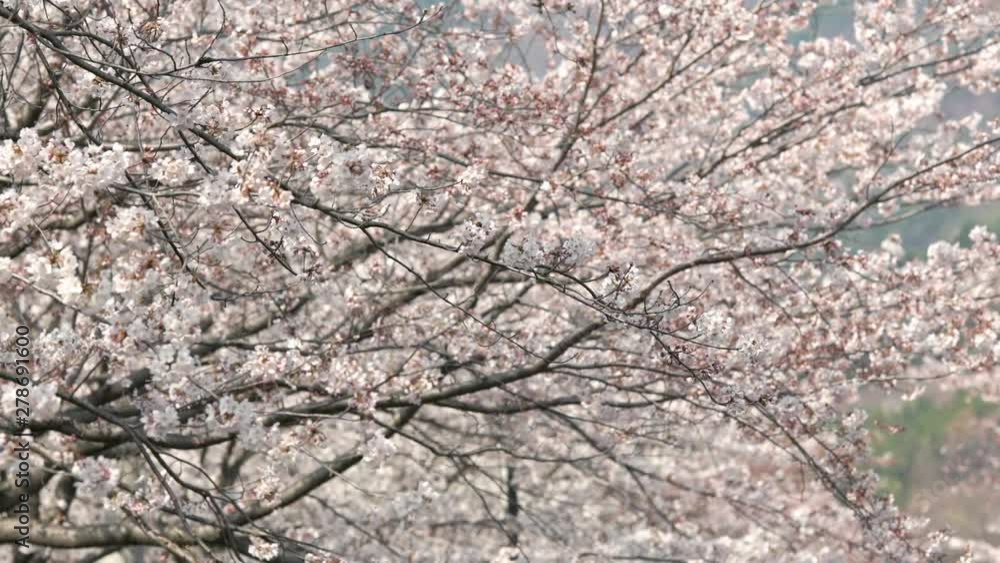 Beautiful natural background of Japanese spring and blooming sakura trees