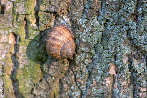 Helix pomatia big land snail on tree bark, brown shell with relaxing animal inside