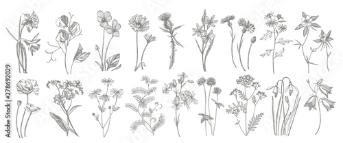 Collection of hand drawn flowers and herbs. Botanical plant illustration. Vintage medicinal herbs sketch set of ink hand drawn medical herbs and plants sketch.
