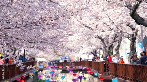 The wonderful cherry blossom festival in Yeojwacheon Stream, Jinhae, Changwon, South Korea photo