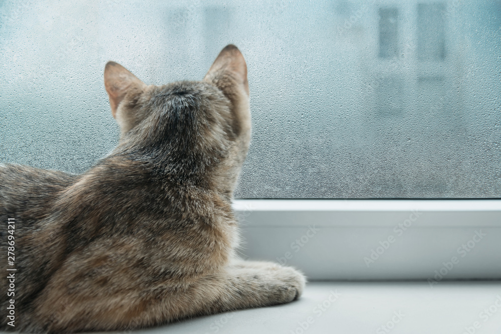 Curious cat looking to a window in rainy weather.