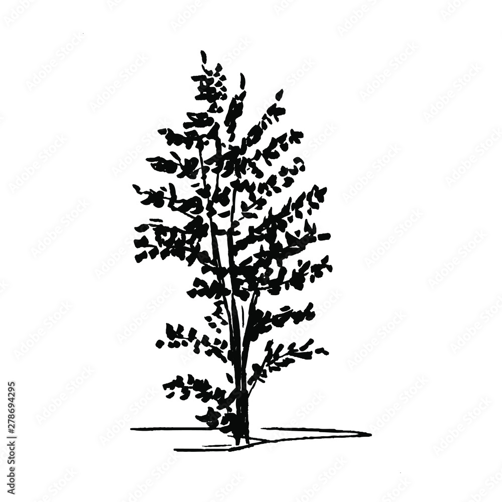 Obraz premium Tree doodle. Single, hand drawn black tree, isolated on white background. Simple vector illustration.