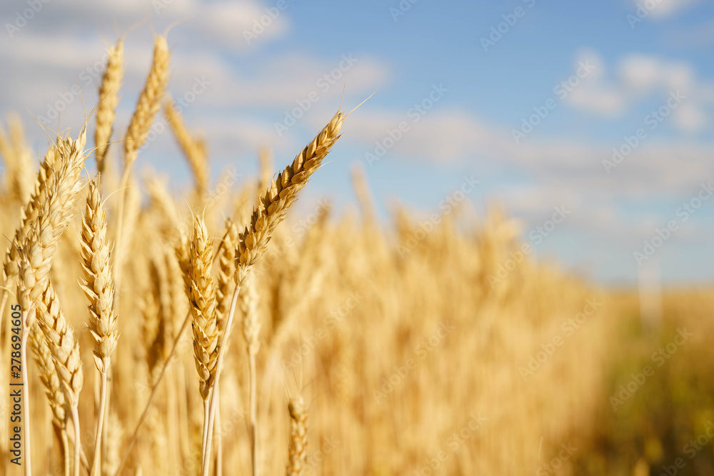 Golden wheat spikes backlit with natural sunlight. Macro with shallow dof Golden wheat spikes backlit with natural sunlight. Macro with shallow dof