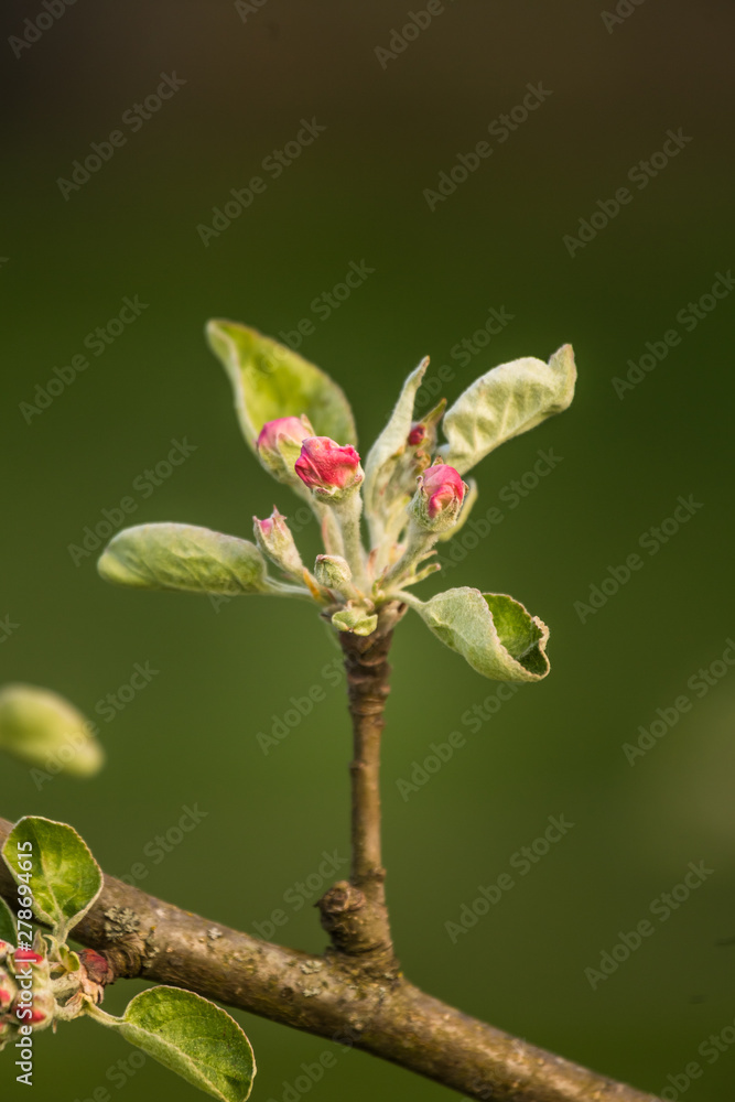 Beautiful, white apple tree blossoms blooming in a sunny day. Spring scenery in garden. Beautiful, white apple tree blossoms blooming in a sunny day. Spring scenery in garden.