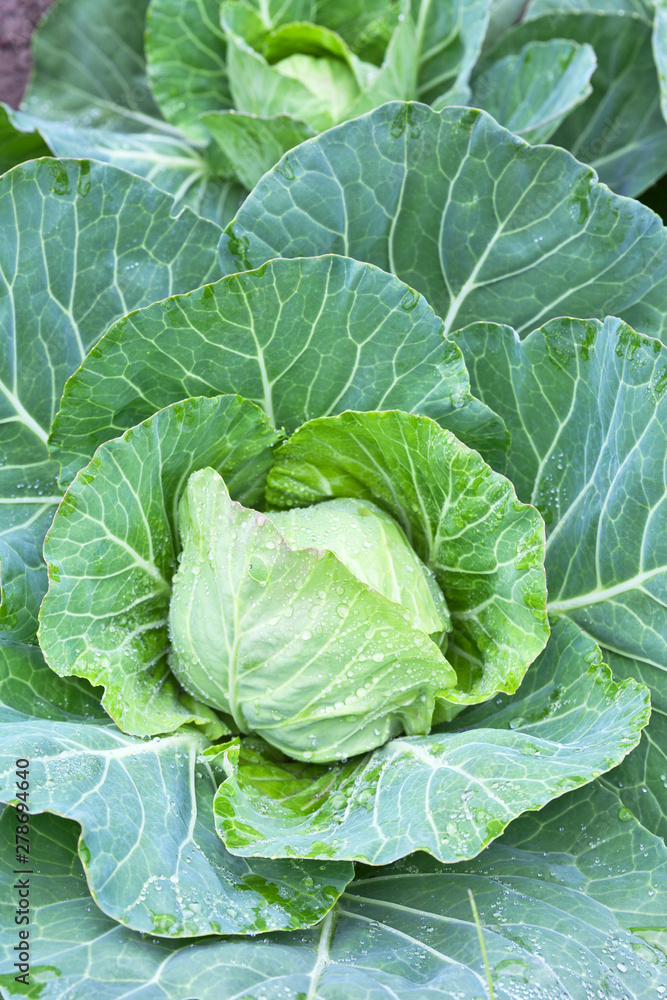 Green vegetable background of cultivated cabbage in a kitchen-garden in a rainy summer day. Growing natural organic vitamin products. Top view, close-up, flat lay Green vegetable background of cultivated cabbage in a kitchen-garden in a rainy summer day. Growing natural organic vitamin products. Top view, close-up, flat lay