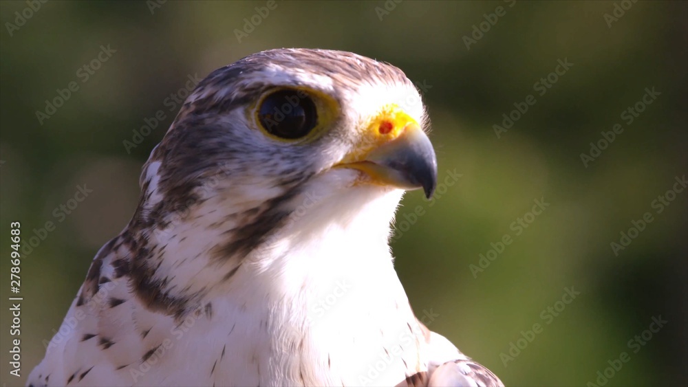 Animal wildlife bird of prey HD 4K Animal wildlife bird of prey HD 4K