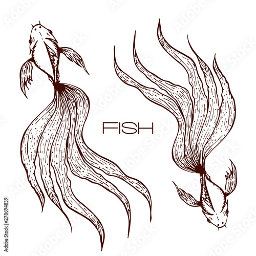 decorative hand drawn koi or betta or goldfish illustration. sketched line fish graphic. two long wavy tailed fishes concept on white. engraved illustration of top view of fishes.great for logo tattoo