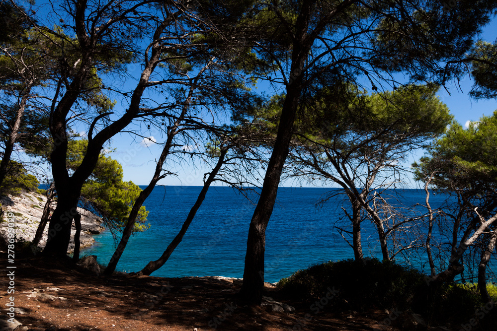Trees of Pinewood in a sunny day at the island of Tremiti south of Italy