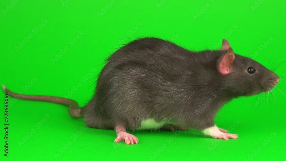 Gray rat on green screen background Gray rat on green screen background