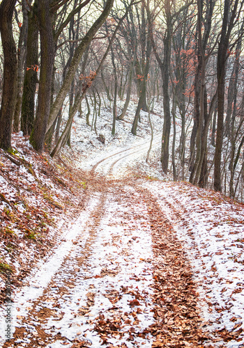 Pathway in the forest in wi...