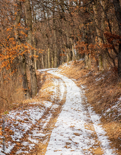 Pathway in the forest in wi...