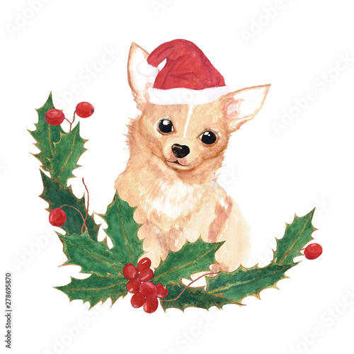 Fluffy red chihuahua in Christmas hat and  New Year's holly wreath. The composition of the leaves and berries of holly. Cute little brown dog. Watercolor illustration.