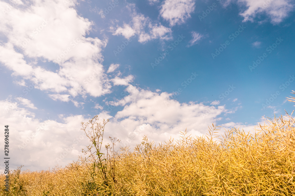 Obraz premium Rapsfeld im Sommer mit wolkigem Himmel