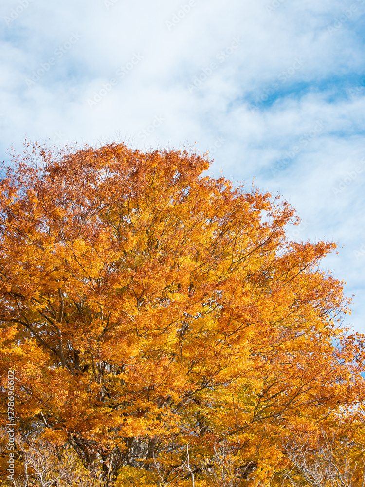 Orange gold autumn leaves under the blue sky. Orange gold autumn leaves under the blue sky.