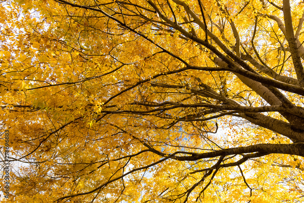 Yellow leaves with tree branches under the sunlight. Yellow leaves with tree branches under the sunlight.