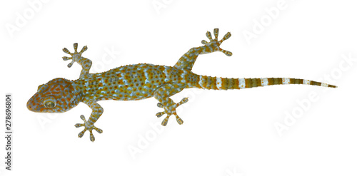 gecko isolated on white background with clipping path