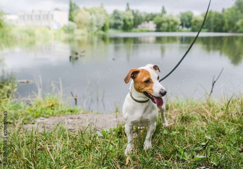 Dog posing in front of a lake. Jack Russell male 2 years old