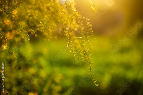Asparagus trifern green grass at sunset